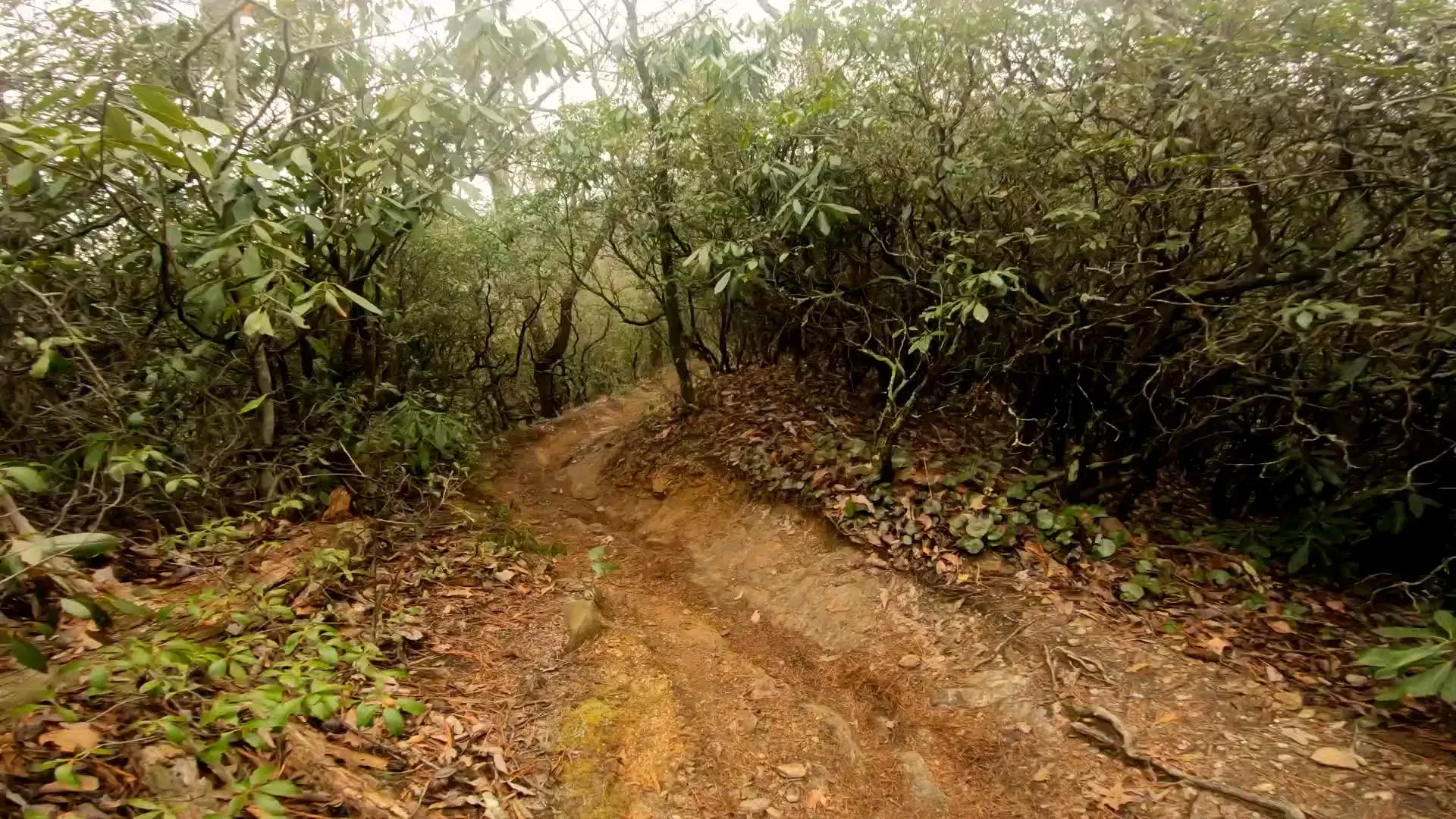 Mountain biker descending a rocky ridgetop section of Bennett Gap Trail in Pisgah National Forest