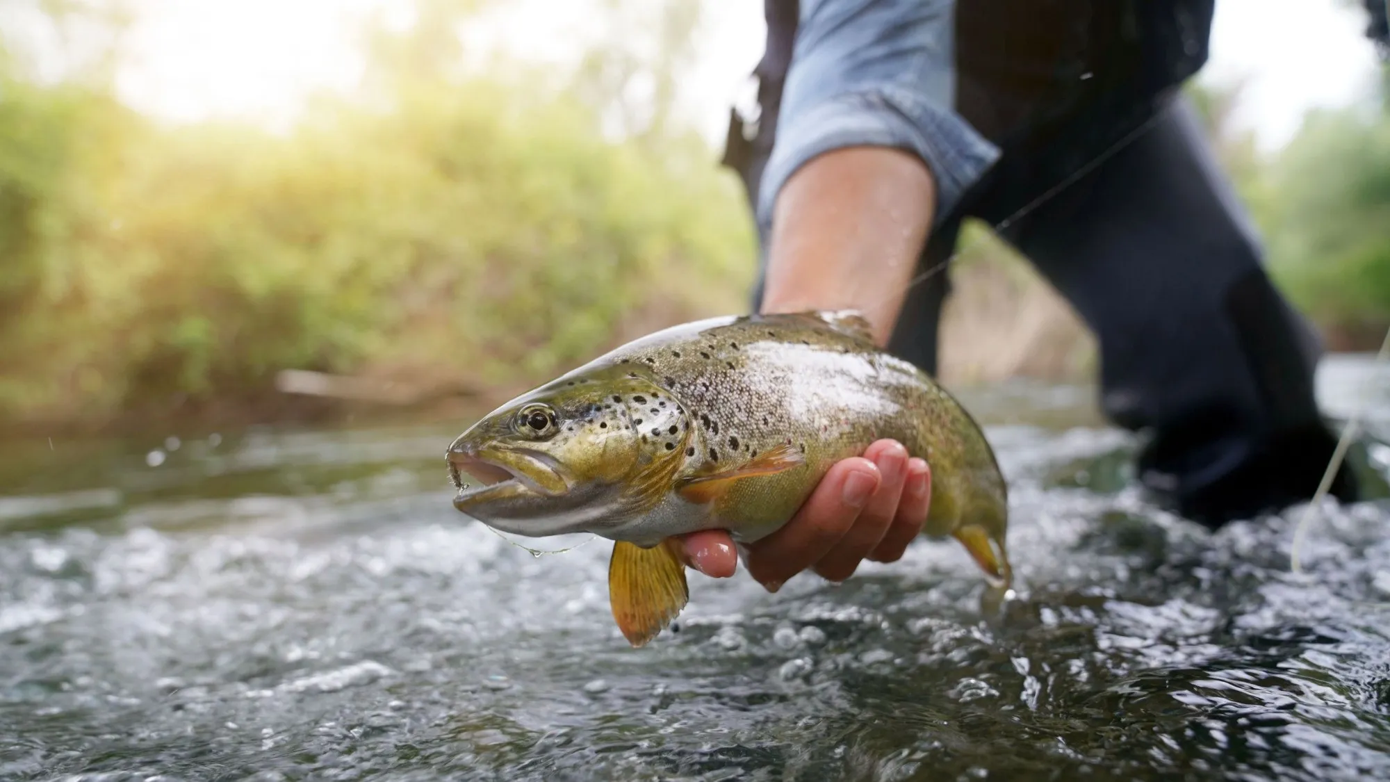 Angler's hand cradling a wild brown trout just above the water, ready for release