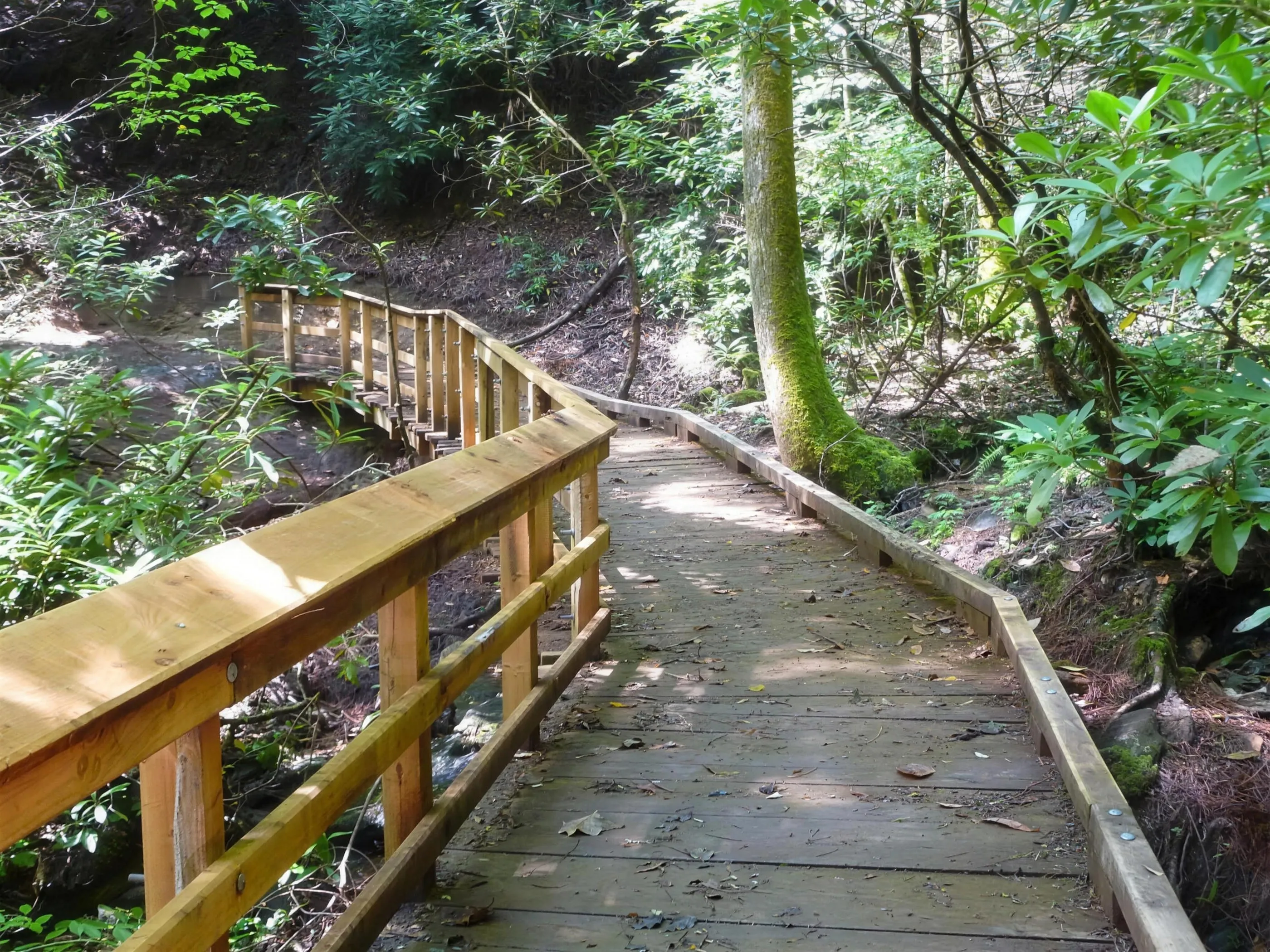 A wooden boardwalk and footbridge winding through rhododendron and green forest