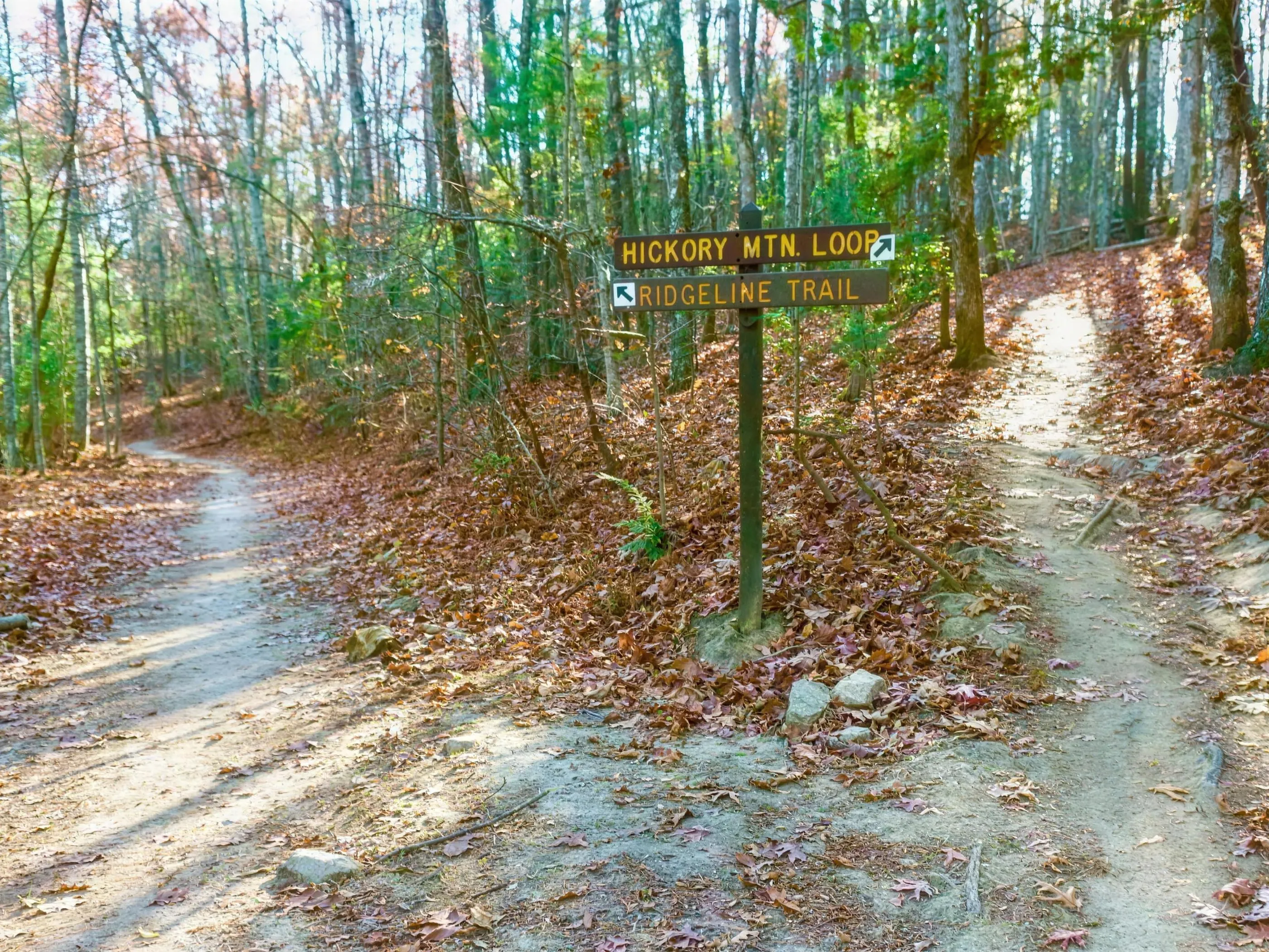 A trail junction sign pointing to Hickory Mtn. Loop and Ridgeline Trail where two leaf-covered trails split