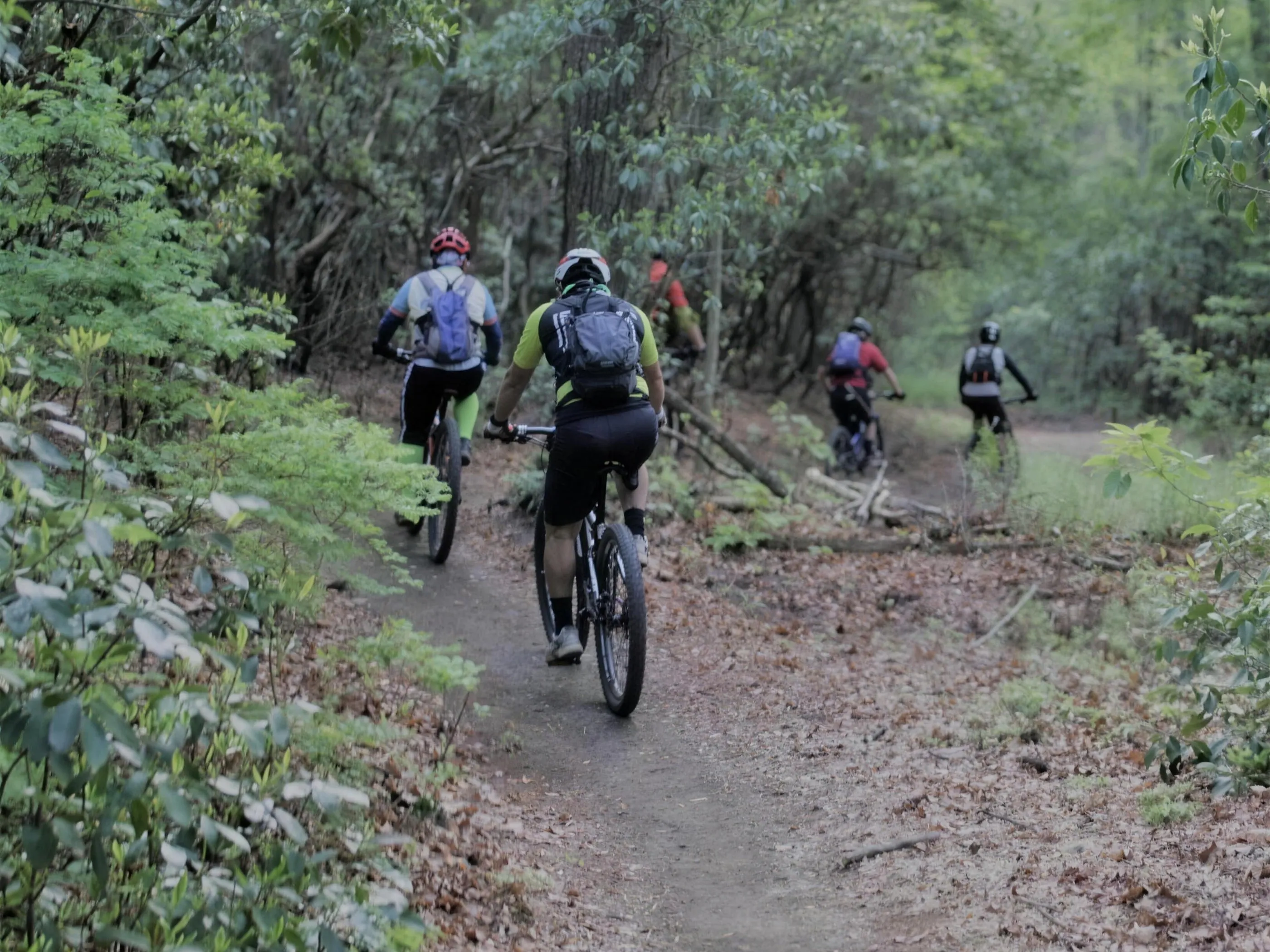 A group of mountain bikers riding single file down a forest singletrack