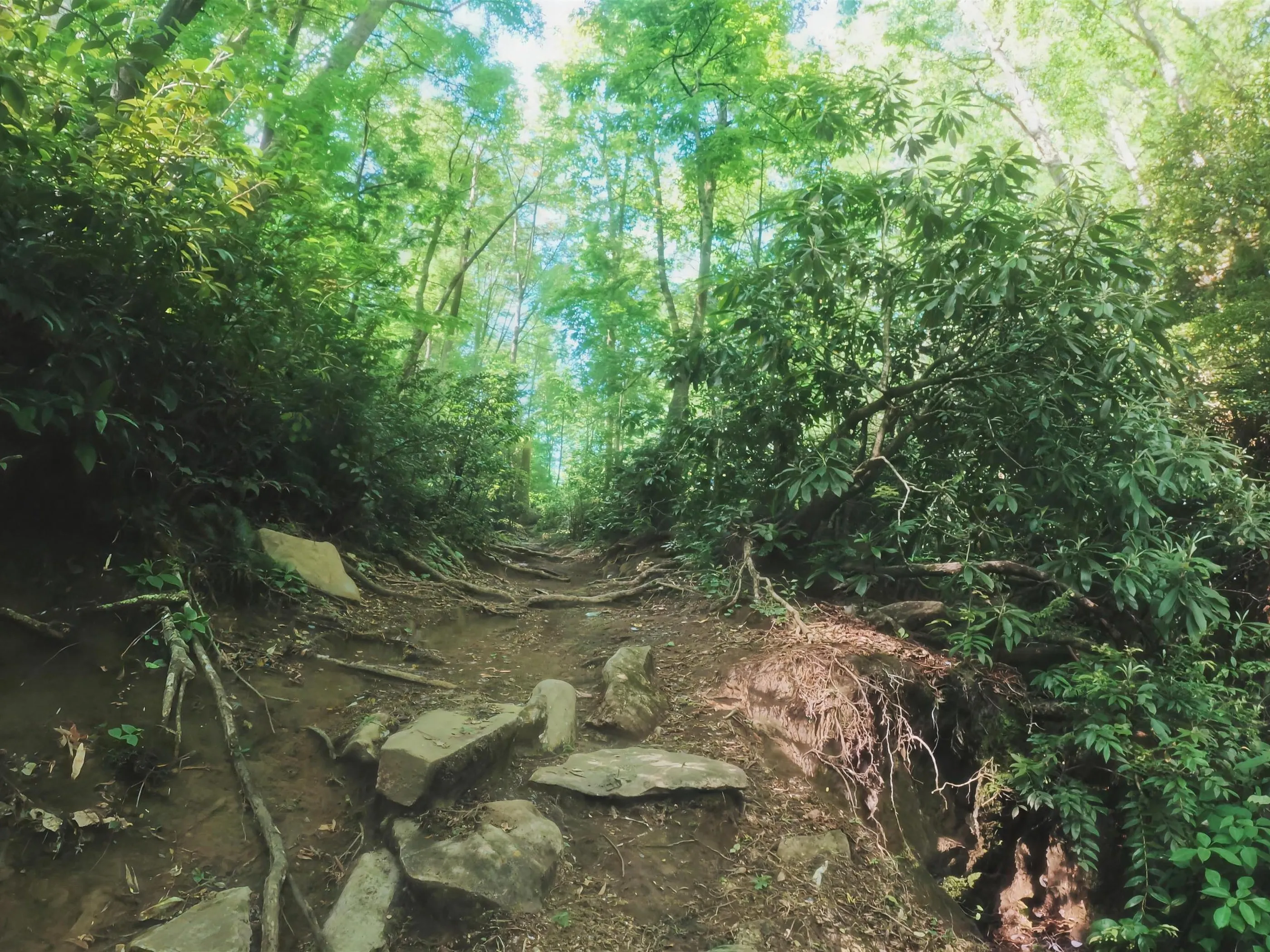 A steep, rooty, rock-strewn trail climbing through a tunnel of rhododendron and green forest